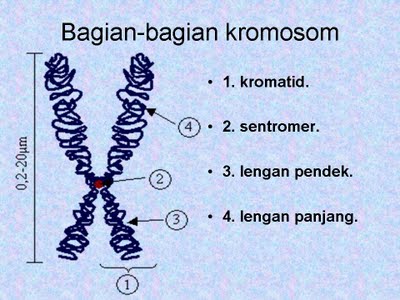 kromosom