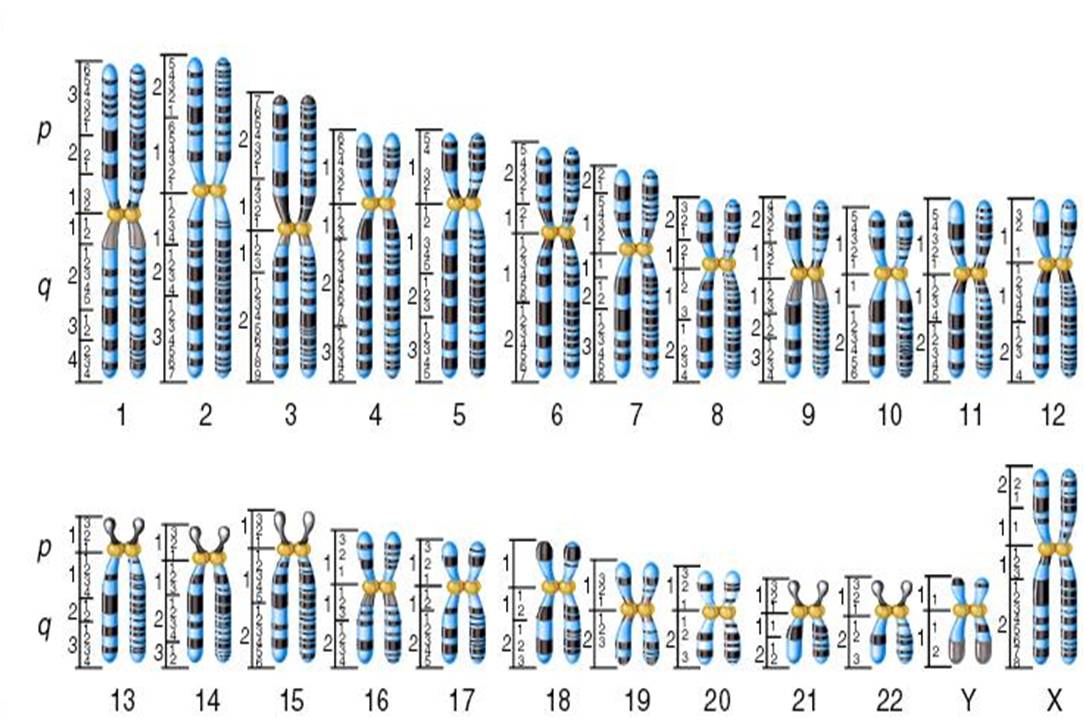 3. Tipe Kromosom  SUBSTANSI GENETIKA